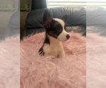Small #5 Pembroke Welsh Corgi