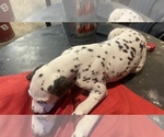 Small Photo #5 Dalmatian Puppy For Sale in WILLIAMSBURG, OH, USA