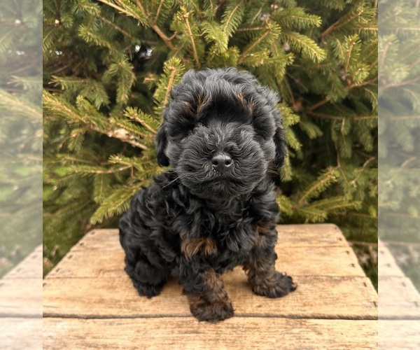 Medium Photo #4 Cavapoo Puppy For Sale in MIDDLEBURY, IN, USA