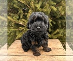 Small #3 Cavapoo