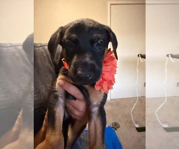 Medium Photo #2 Mutt Puppy For Sale in Imlay City, MI, USA