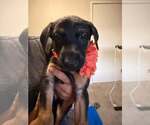 Small Photo #2 Mutt Puppy For Sale in Imlay City, MI, USA