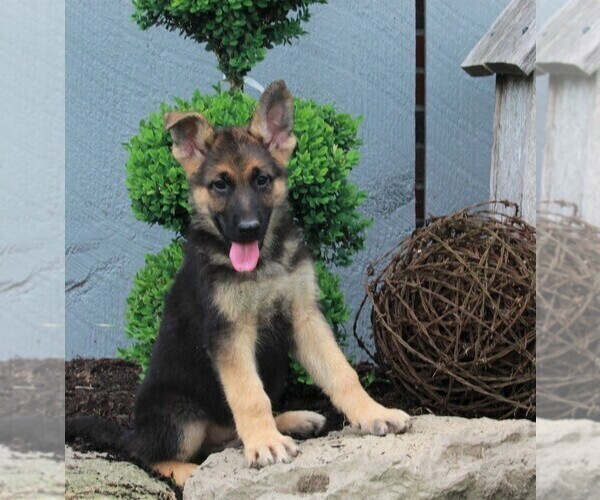 Medium Photo #3 German Shepherd Dog Puppy For Sale in FREDERICKSBURG, OH, USA