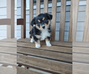 Pembroke Welsh Corgi-Poodle (Miniature) Mix Puppy for sale in LEBANON, MO, USA
