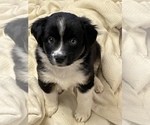Small Photo #1 Miniature Australian Shepherd Puppy For Sale in SANFORD, NC, USA
