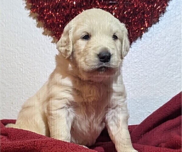 Medium Photo #57 Golden Retriever Puppy For Sale in MODESTO, CA, USA