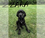 Small Photo #5 Great Dane Puppy For Sale in ZION, IL, USA
