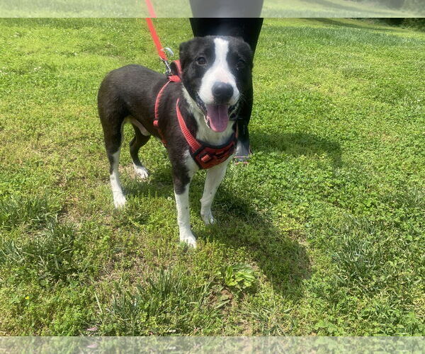 Medium Photo #2 Mutt Puppy For Sale in Sparta, TN, USA