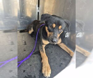 Rottweiler-Unknown Mix Dogs for adoption in Pasadena, TX, USA
