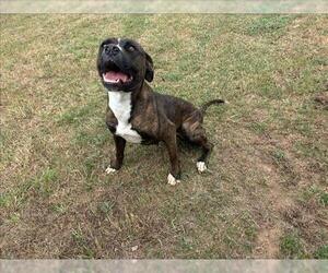 American Pit Bull Terrier-Unknown Mix Dogs for adoption in Grovetown, GA, USA