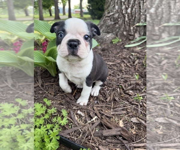 Medium Photo #1 Boston Terrier Puppy For Sale in FREDONIA, KS, USA