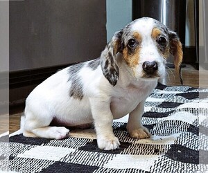 Dachshund Puppy for sale in KEOSAUQUA, IA, USA
