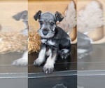 Small #13 Schnauzer (Miniature)