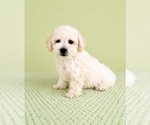 Small #1 Bichon Frise