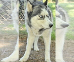 Huskies -Unknown Mix Dogs for adoption in Okolona, MS, USA
