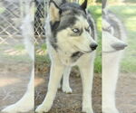 Small Huskies  Mix