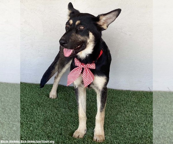 Medium Photo #4 German Shepherd Dog-Unknown Mix Puppy For Sale in San Diego, CA, USA