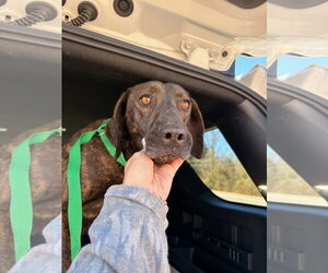 Hazel - Female Pointer-Unknown Mix Dog for Adoption - Photo #6