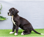 Small #12 Great Dane
