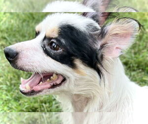 Chihuahua-Unknown Mix Dogs for adoption in Estherville, IA, USA