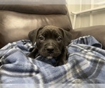 Small Photo #23 American Bully Puppy For Sale in REESEVILLE, WI, USA