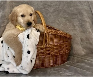 Golden Retriever Puppy for sale in PALMETTO, FL, USA