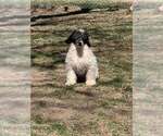 Small Poodle (Miniature)