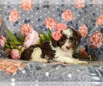 Small Photo #5 Poodle (Miniature) Puppy For Sale in LINCOLN UNIV, PA, USA