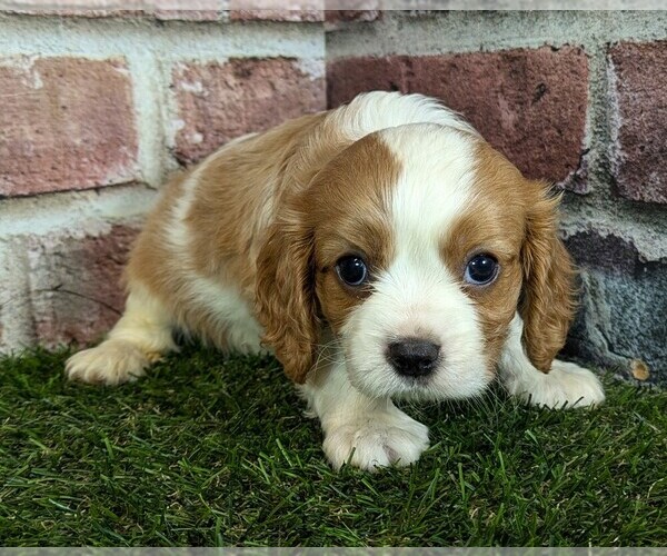 Medium Photo #8 Cavalier King Charles Spaniel Puppy For Sale in MOBERLY, MO, USA