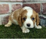 Small #7 Cavalier King Charles Spaniel