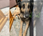 Small #2 German Shepherd Dog