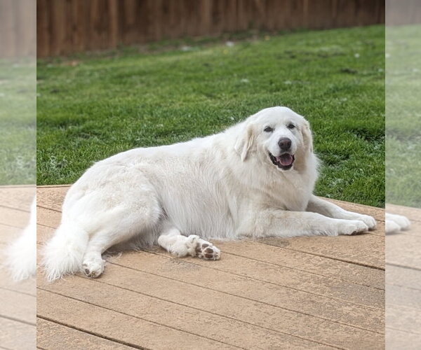 Medium Photo #2 Great Pyrenees Puppy For Sale in Spring, TX, USA