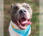 Small American Staffordshire Terrier Mix