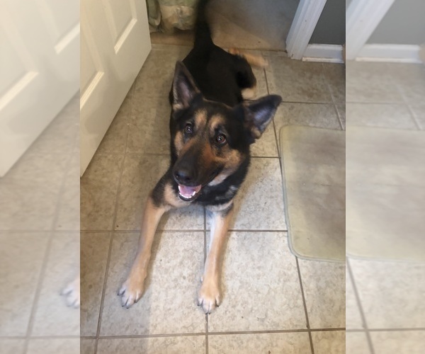 Medium Photo #1 German Shepherd Dog Puppy For Sale in SEAGROVE, NC, USA