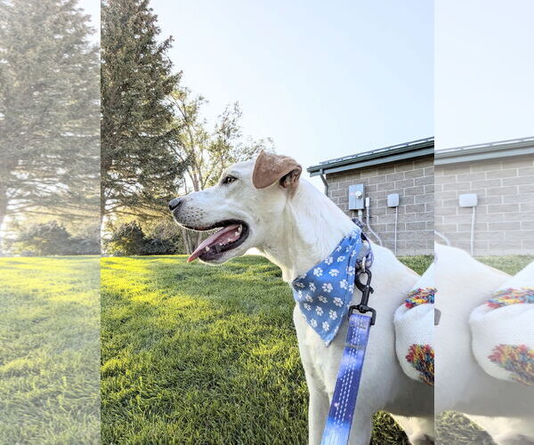 Medium Photo #2 Labrador Retriever-Unknown Mix Puppy For Sale in Sandy, UT, USA