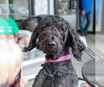 Small Photo #3 Mutt Puppy For Sale in Mundelein, IL, USA