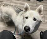 Small Siberian Husky