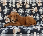 Small Photo #5 Goldendoodle (Miniature) Puppy For Sale in DELTA, PA, USA