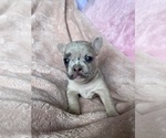 Small #1 French Bulldog