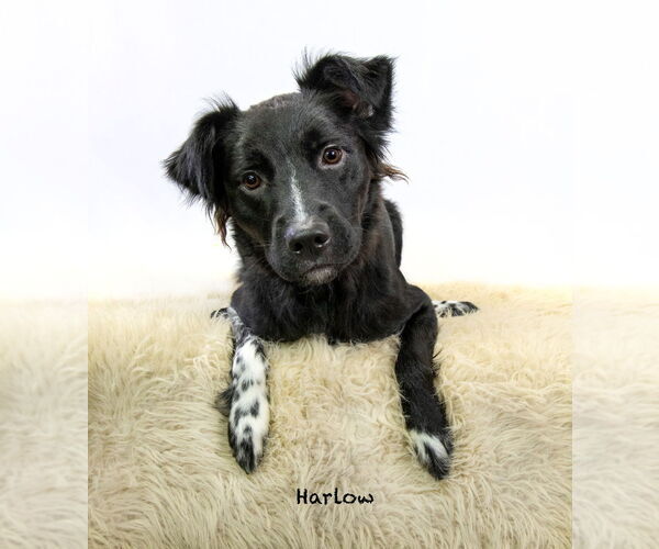 Medium Photo #4 Colonial Cocker Spaniel-Unknown Mix Puppy For Sale in Hot Springs Village, AR, USA