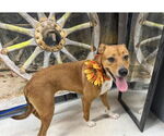 Small #5 American Pit Bull Terrier-Labrador Retriever Mix