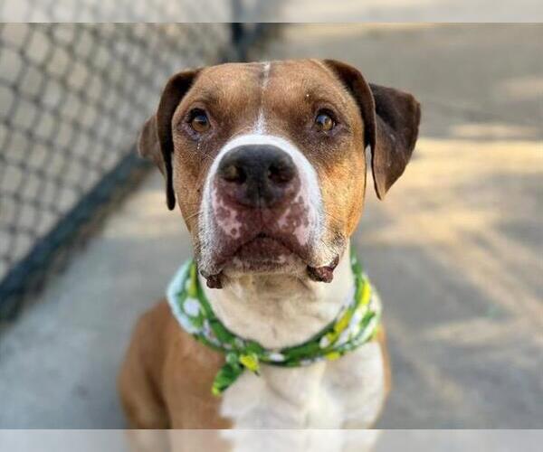 Medium Photo #2 Mutt Puppy For Sale in Tulsa, OK, USA