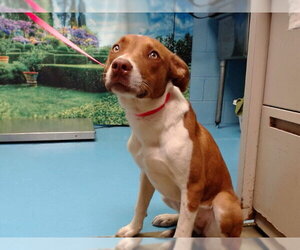 Basenji-Unknown Mix Dogs for adoption in Moreno Valley, CA, USA