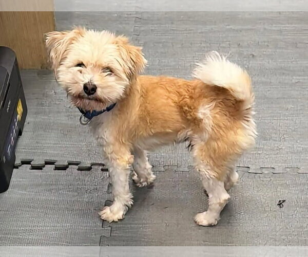 Medium Photo #1 Bichon Frise-Unknown Mix Puppy For Sale in Rustburg, VA, USA