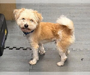 Bichon Frise-Unknown Mix Dogs for adoption in Rustburg, VA, USA