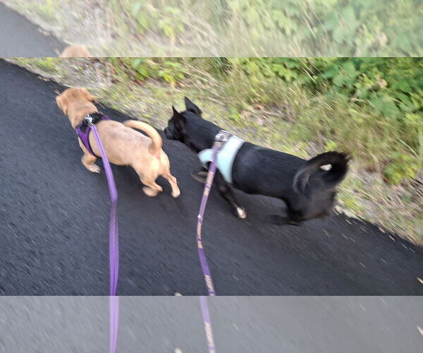 Medium Photo #27 Chiweenie Puppy For Sale in Sebec, ME, USA