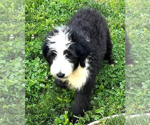 Bernedoodle Puppy for sale in DUNDEE, OH, USA