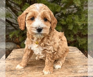 Cockapoo (Miniature) Puppy for sale in MIDDLEBURY, IN, USA