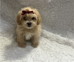 Puppy Ben Toy size Shih-Poo