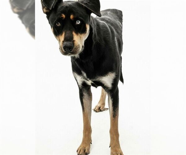 Medium Photo #1 German Shepherd Dog-Unknown Mix Puppy For Sale in Downey, CA, USA